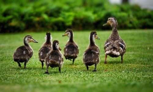 Ducklings on grassy field