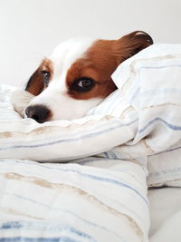 Close-up of cute tired dog