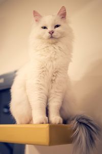 Cat looking away while sitting on floor