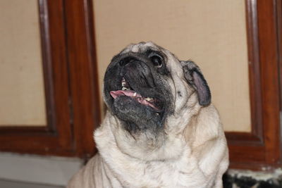 Close-up of dog sitting at home