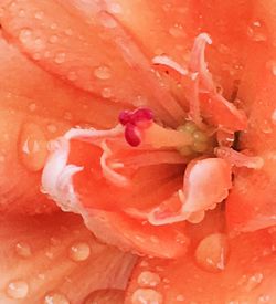 Close-up of water drops on red flower