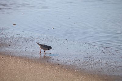 Seagulls on beach