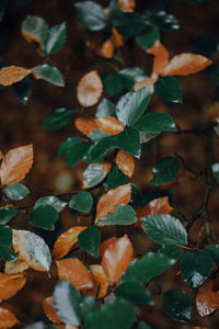 Full frame shot of leaves