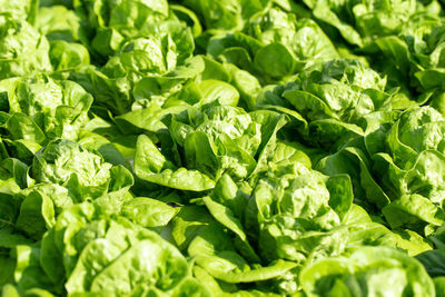 Full frame shot of vegetables