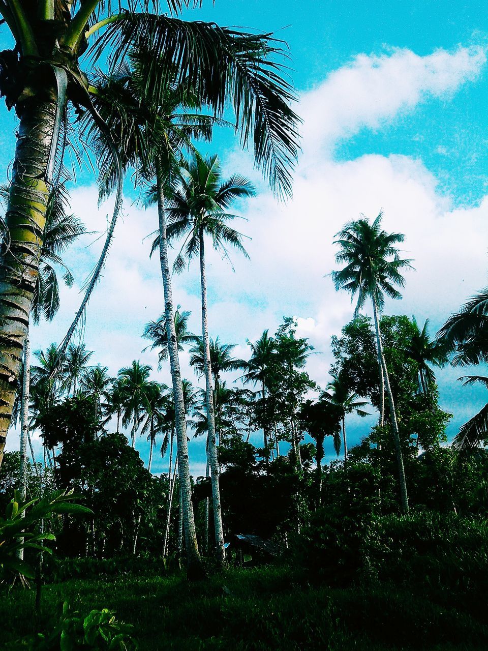 tree, sky, low angle view, growth, palm tree, tree trunk, tranquility, cloud - sky, nature, branch, blue, cloud, tranquil scene, beauty in nature, green color, built structure, scenics, day, no people, outdoors