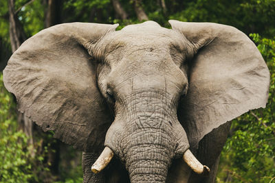 Close-up of elephant in forest