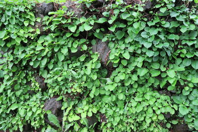 Full frame shot of ivy growing on land