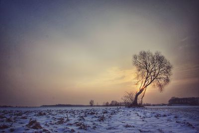 Bare tree on snow covered field against sky during sunset