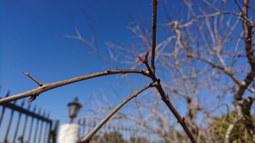 Low angle view of bird perching on bare tree against blue sky