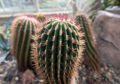 Close-up of cactus plant in pot