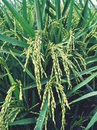 Full frame shot of corn plants