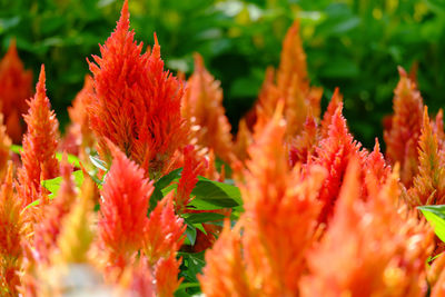 Close-up of red flowering plant