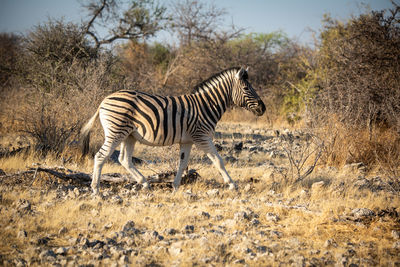 Plains zebra walks over rocks near bushes