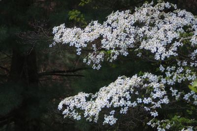 Close-up of white flowers blooming on tree