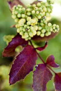 Close-up of purple flowering plant leaves