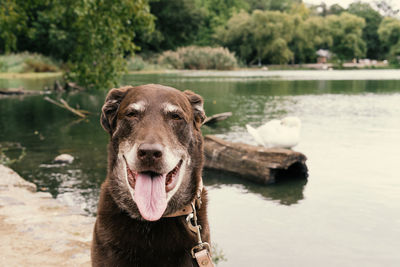 Portrait of dog on riverbank