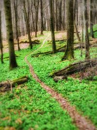 Trees growing in forest