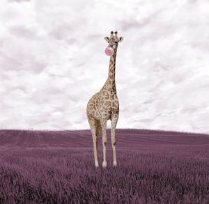 Giraffe blowing bubble while standing at farm