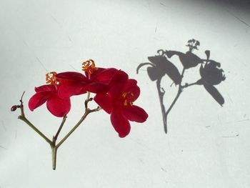 Close-up of red roses