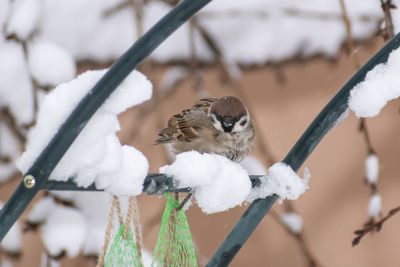 Close-up of bird perching on branch