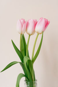 A bouquet of three pink tulips. the concept of the spring festival, mother's day, valentine's day