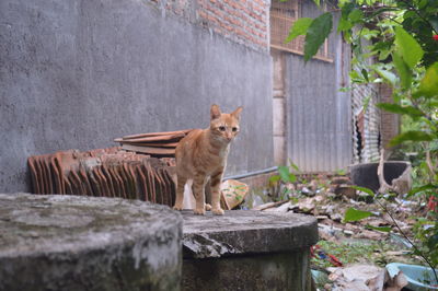 Portrait of a cat