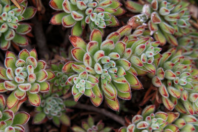 Close-up of cactus plant