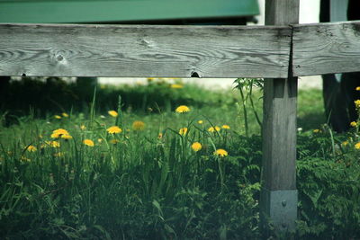 Yellow flowers blooming on field