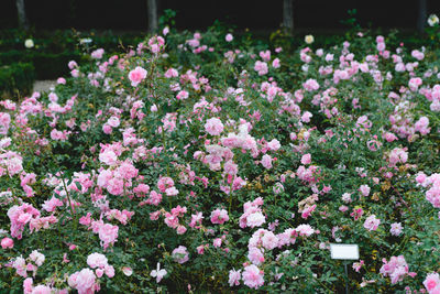 Close-up of pink flowering plants