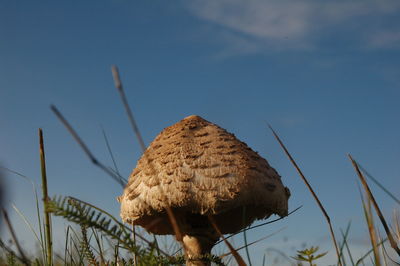 Low angle view of mushroom  against sky