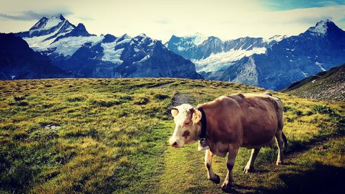 View of a swiss cow on field against mountain range