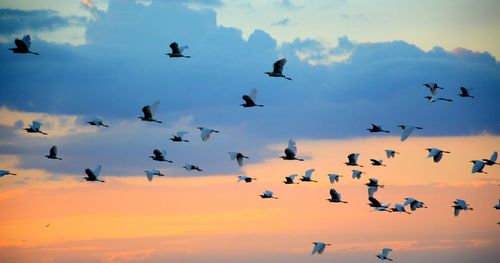 Flock of birds flying against sky