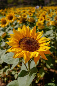 Close-up of sunflower