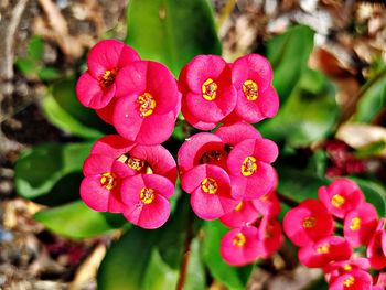 Close-up of pink flowers blooming outdoors