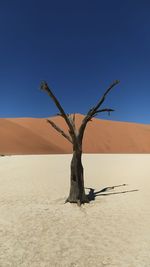 Dead petrified tree in the namibian desert between heaven and earth.other time there was a swamp