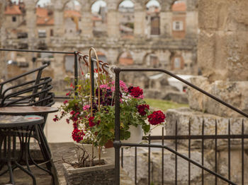 Flowering plants by railing against buildings in city