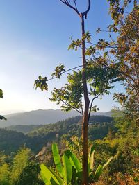 Scenic view of tree mountains against sky