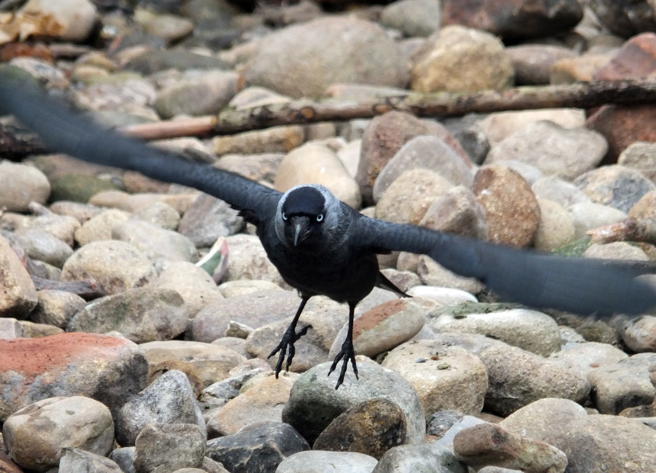 Crow flying off