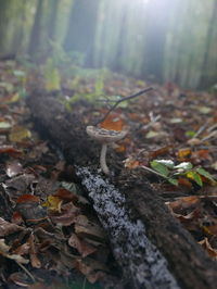 Close-up of lizard on tree trunk in forest