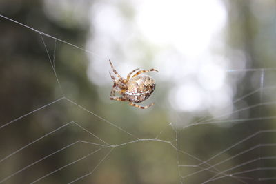 Close-up of spider on web