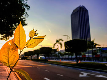 Close-up of plant against road at sunset