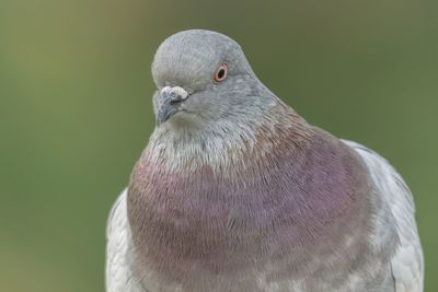 Pigeon resting at park