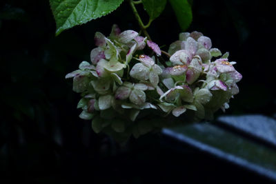 Close-up of pink flowering plant against black background