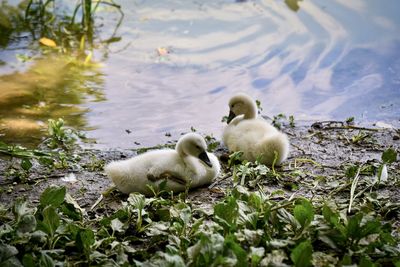 Swans in a lake