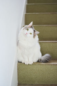 Portrait of cat sitting on floor