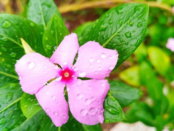 Close-up of wet pink flower in rainy season