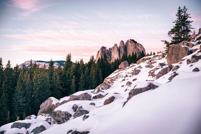 Pine trees on snowcapped mountain against sky