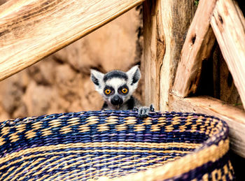 Animal with woven basket