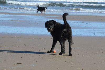 Dog running on beach