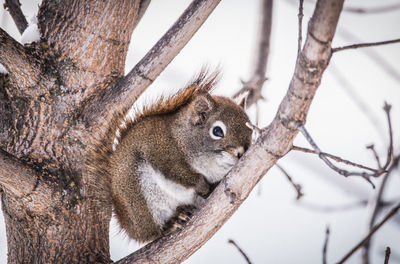 Close-up of squirrel on tree against sky